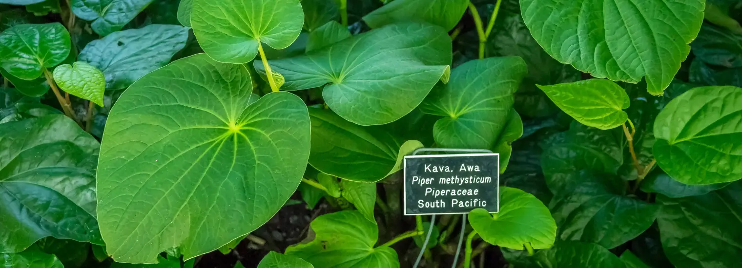 Does Kava Kava Show Up on a Drug Test