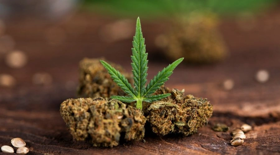 The Start of Recreational Marijuana Use in New Mexico
